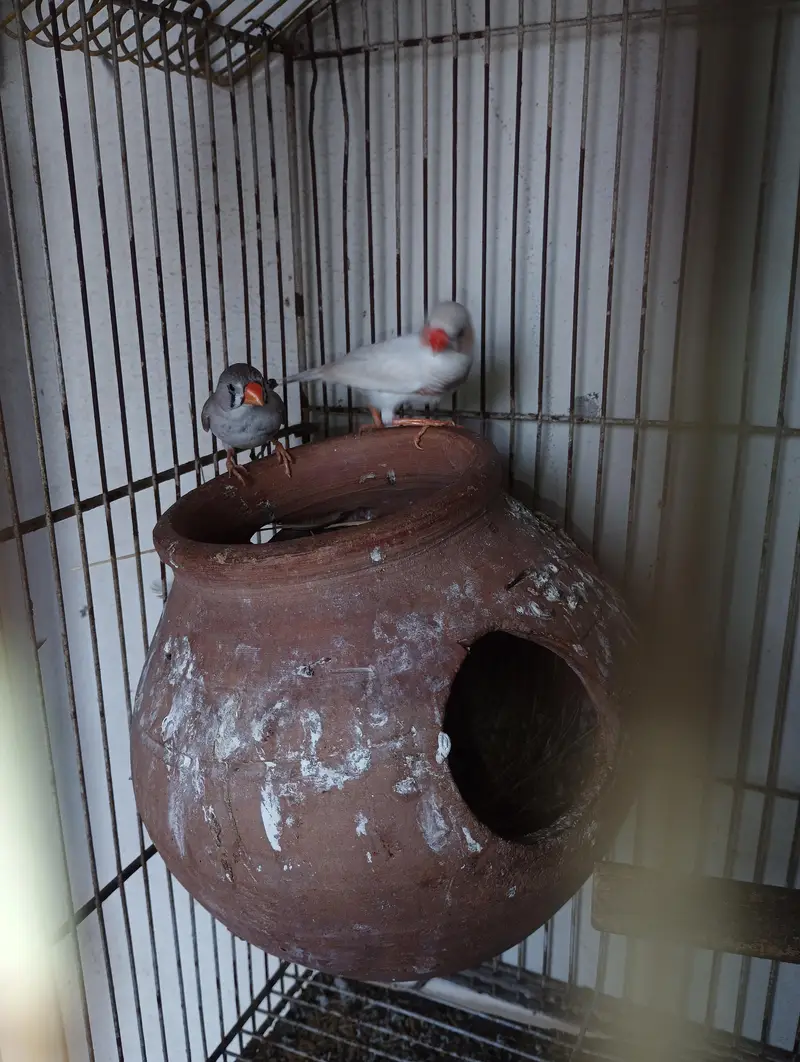 zebra Finch for sale — photo 5