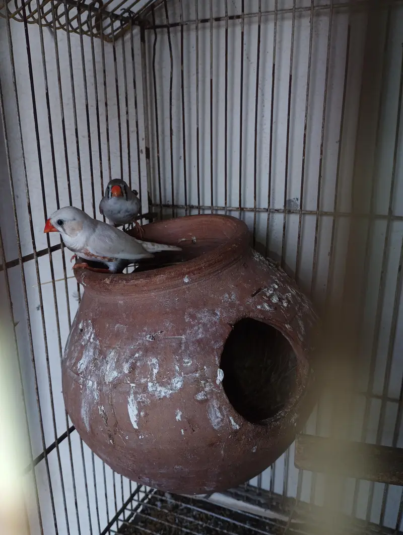 zebra Finch for sale — photo 6