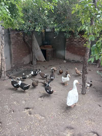17 ducks