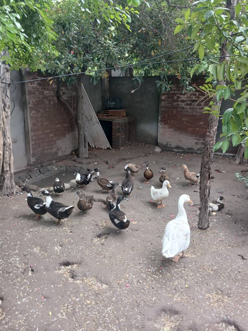 17 ducks 0