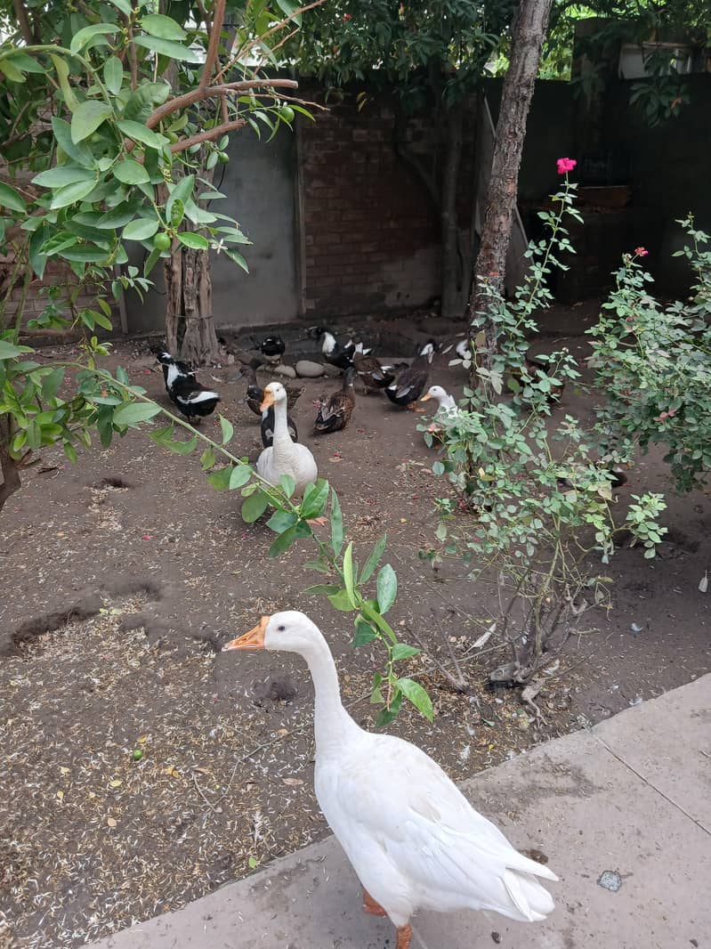 17 ducks 1