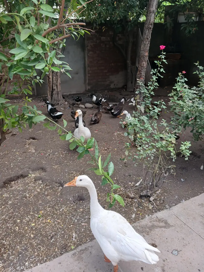 17 ducks — photo 2