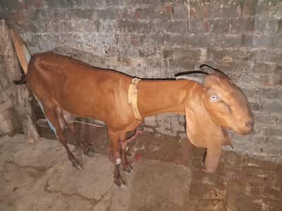 bakre far sale ha 2 month k pragnet ha urgent sale karni ha