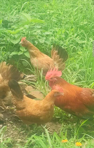 Golden Mesri Egg Laying Hens for Sale