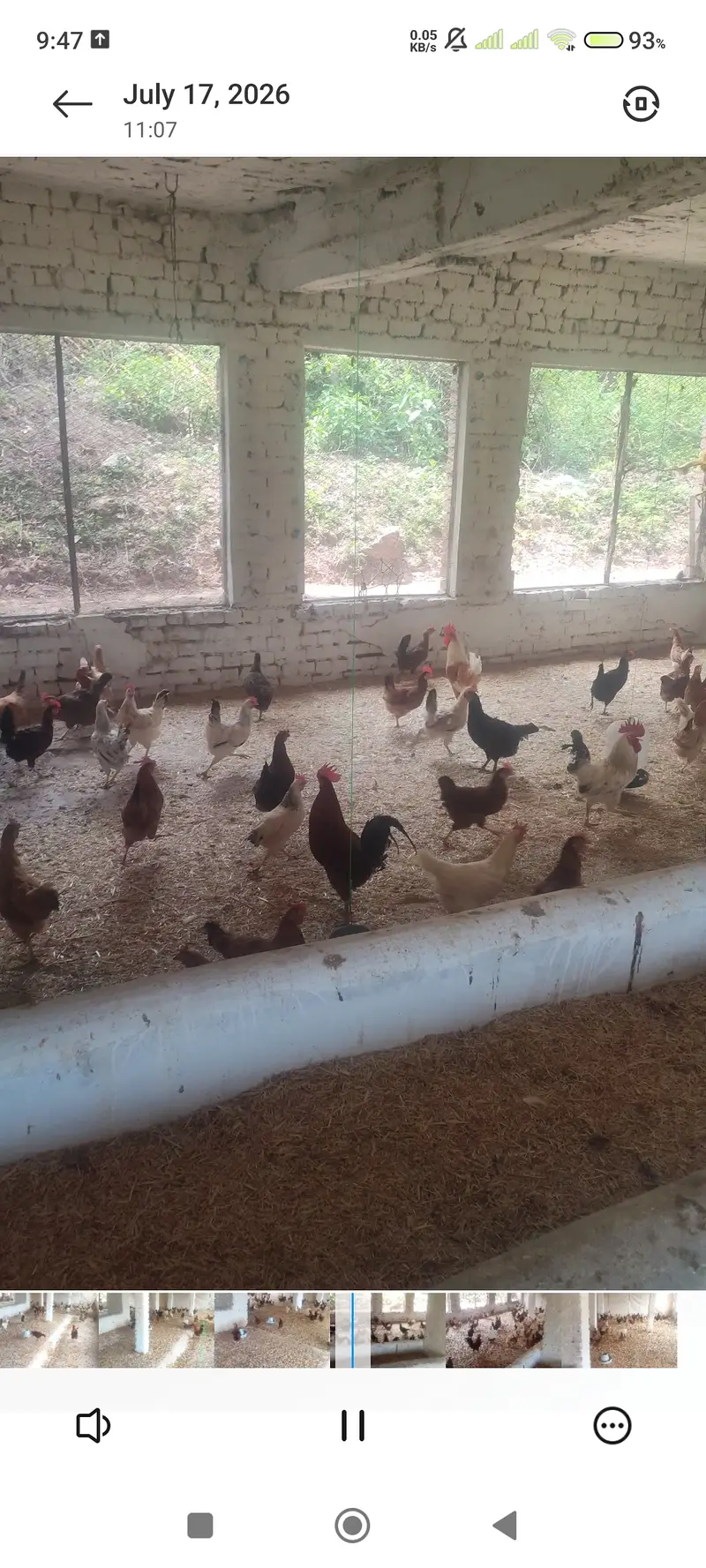 Golden Mesri Egg Laying Hens for Sale — photo 2