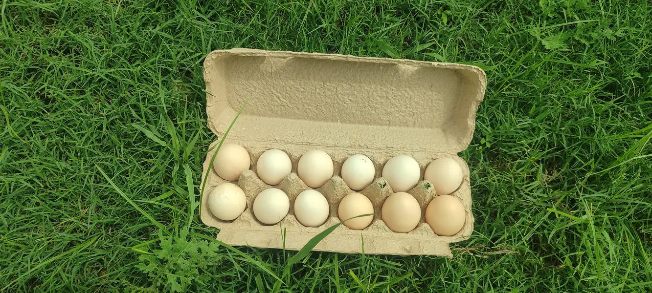 Golden Mesri Egg Laying Hens for Sale — photo 3