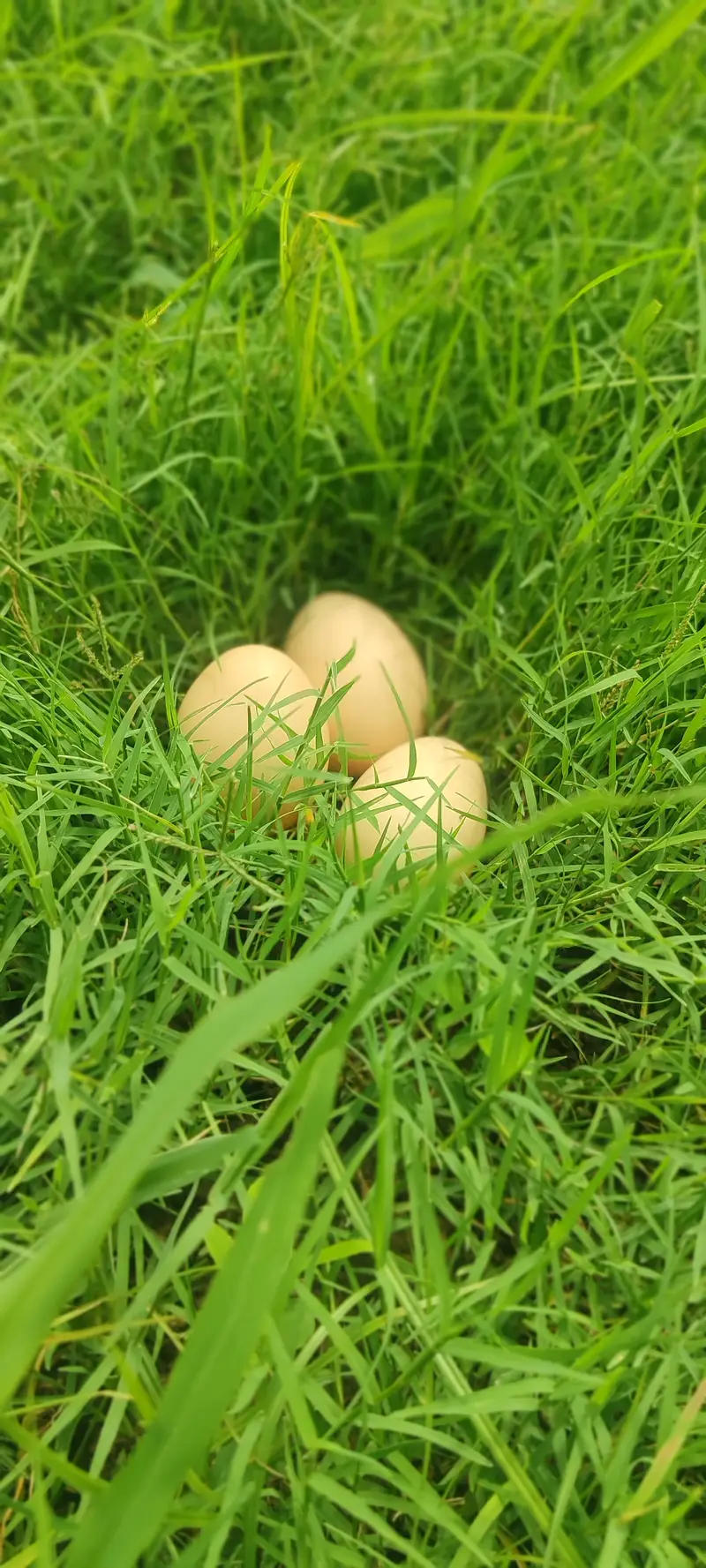Golden Mesri Egg Laying Hens for Sale — photo 4