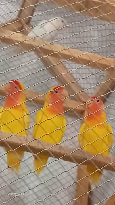 Love brid pair