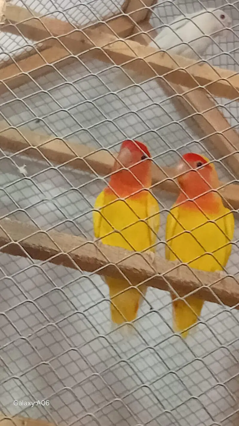 Love brid pair — photo 3