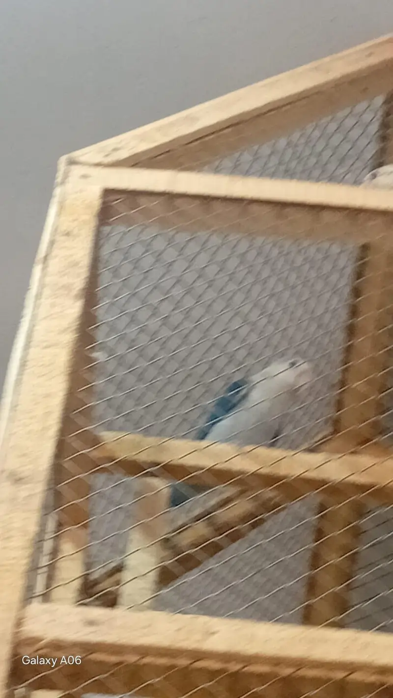 Love brid pair — photo 5