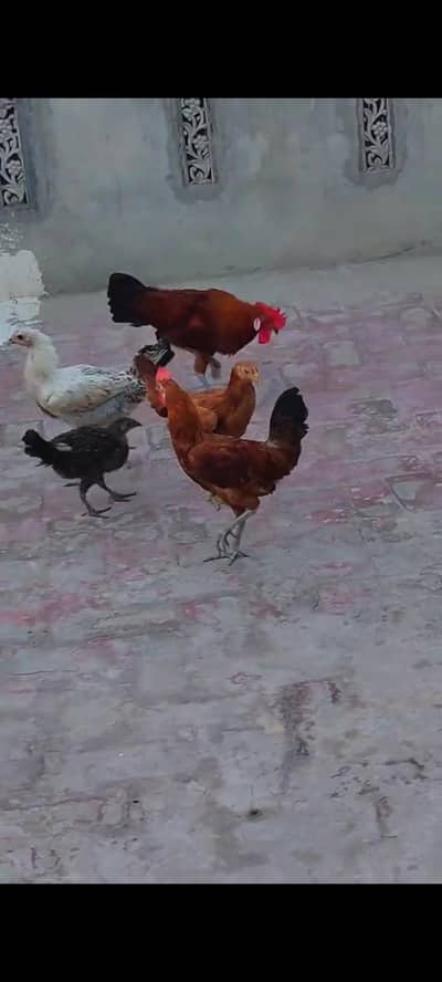 مرغے اور مرغیاں ھیلتی ایکٹیو ویڈیوز واٹس ایپ پر مل جائے گی