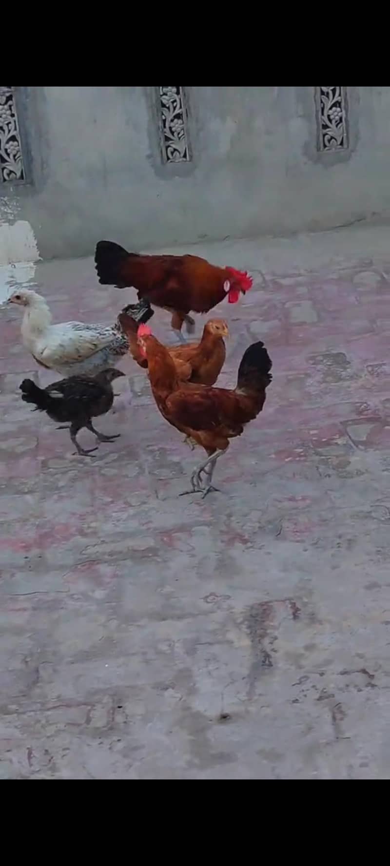مرغے اور مرغیاں ھیلتی ایکٹیو ویڈیوز واٹس ایپ پر مل جائے گی 0