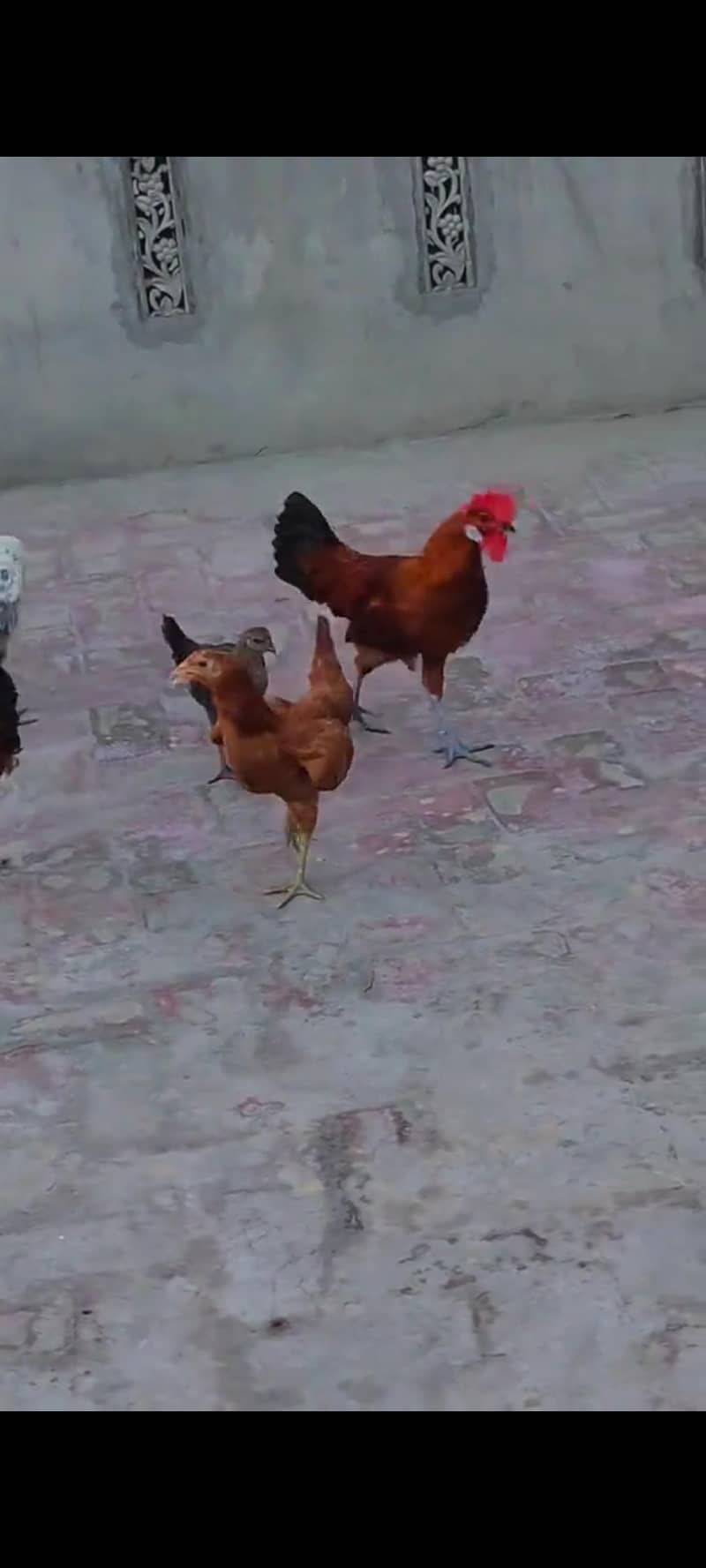 مرغے اور مرغیاں ھیلتی ایکٹیو ویڈیوز واٹس ایپ پر مل جائے گی 2