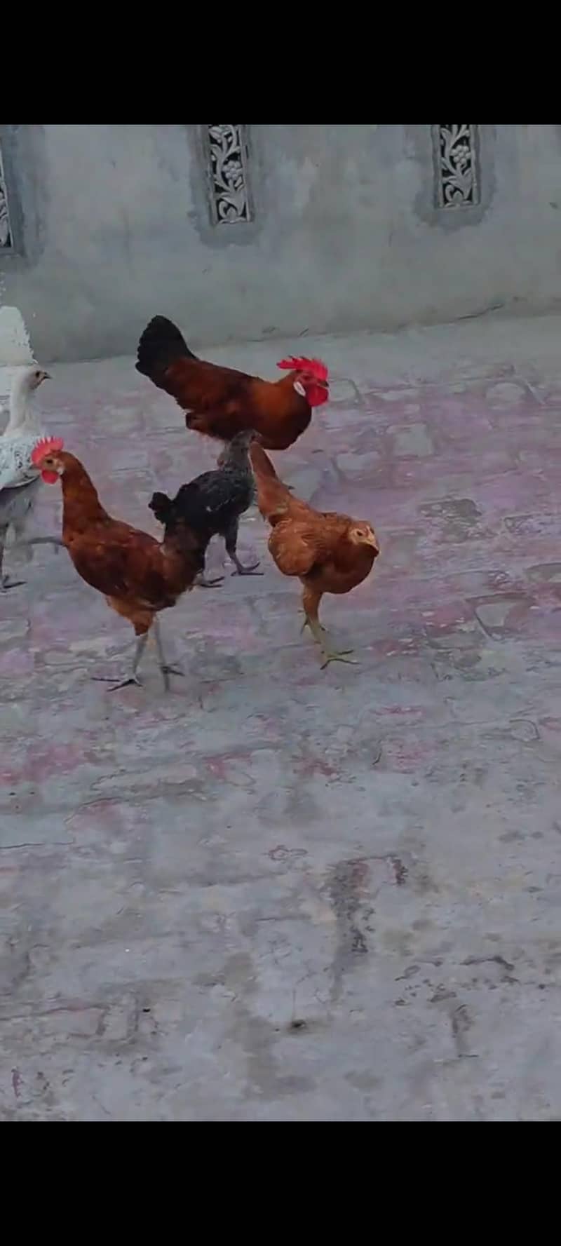 مرغے اور مرغیاں ھیلتی ایکٹیو ویڈیوز واٹس ایپ پر مل جائے گی 3