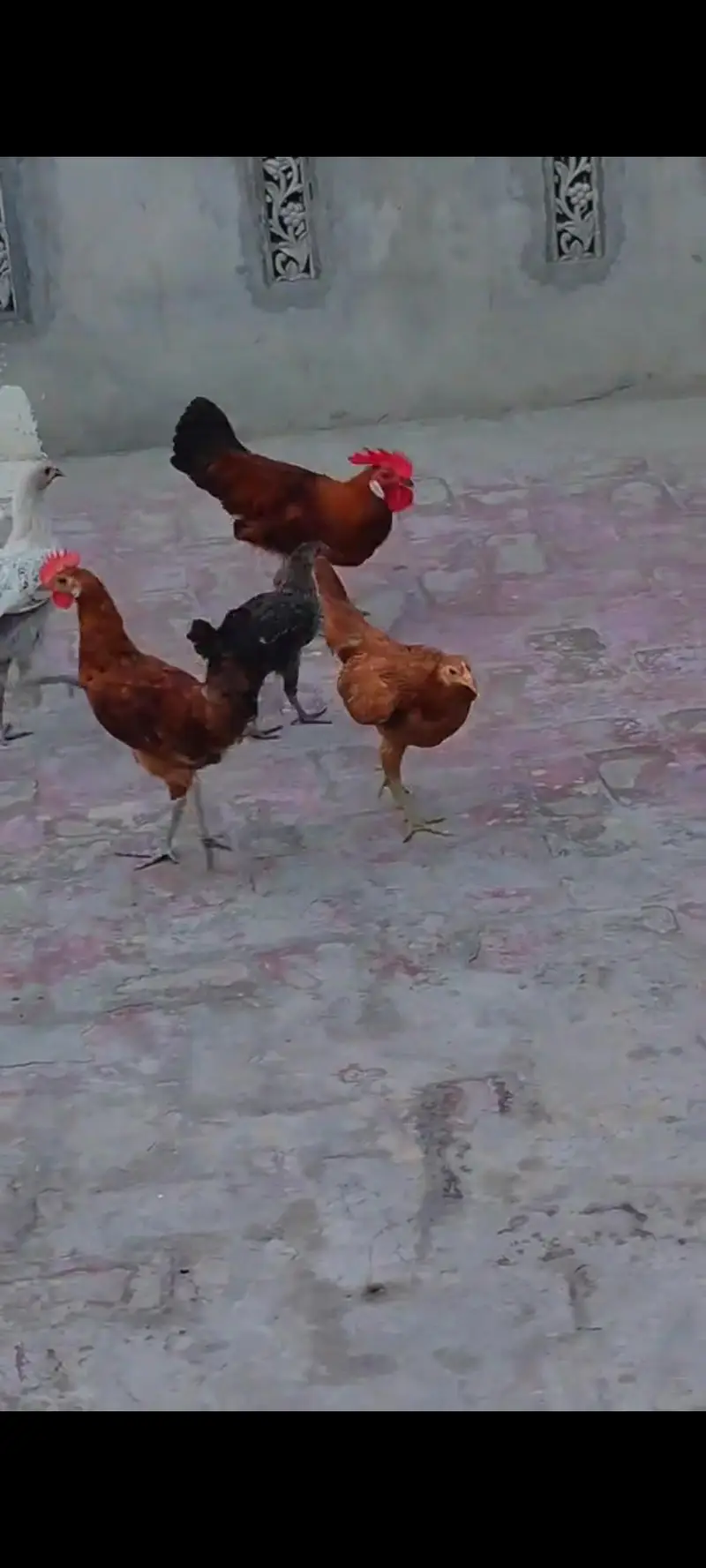 مرغے اور مرغیاں ھیلتی ایکٹیو ویڈیوز واٹس ایپ پر مل جائے گی — photo 4