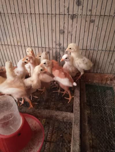 Heera aseel chicks