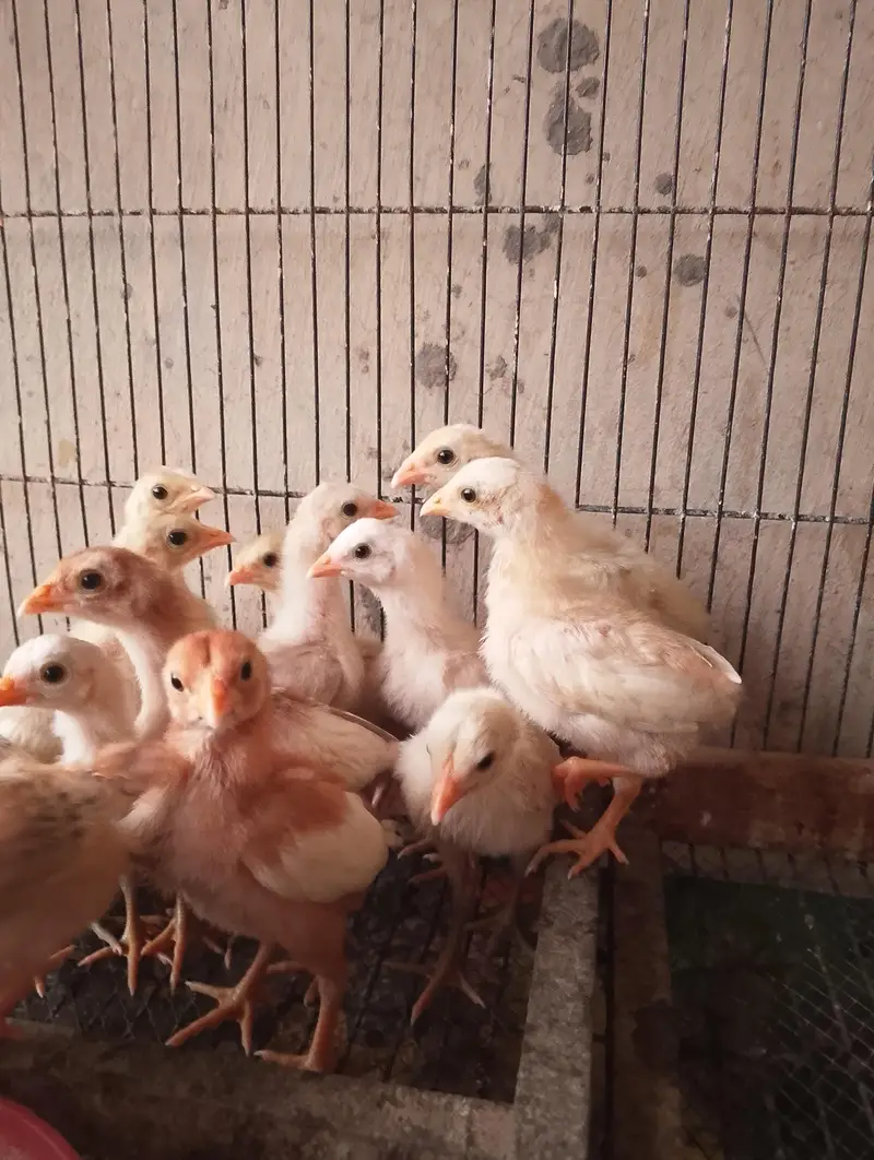 Heera aseel chicks — photo 2