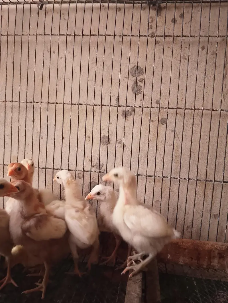 Heera aseel chicks — photo 3