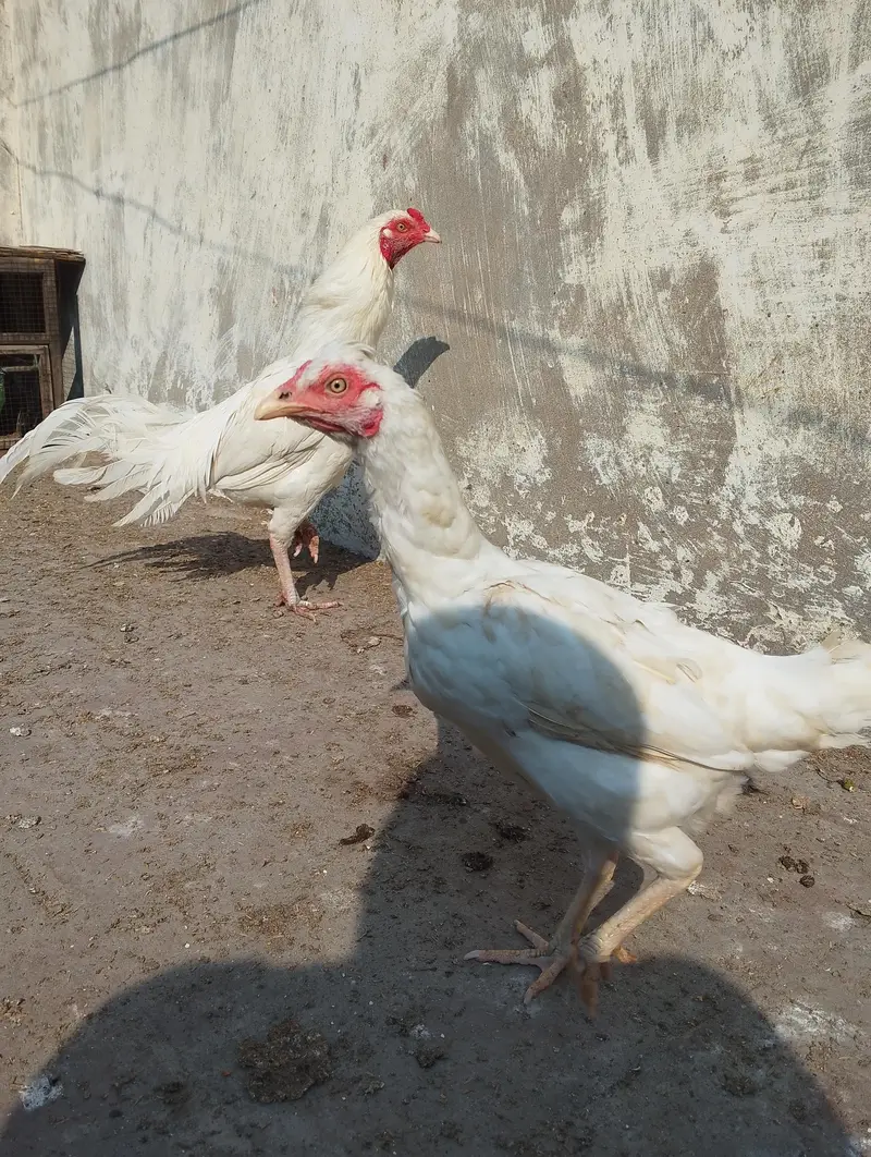 Heera aseel chicks — photo 4