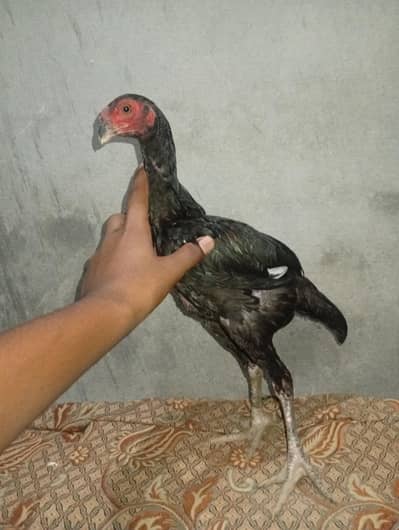 jis Bhai ne Lene ha rabta kre
