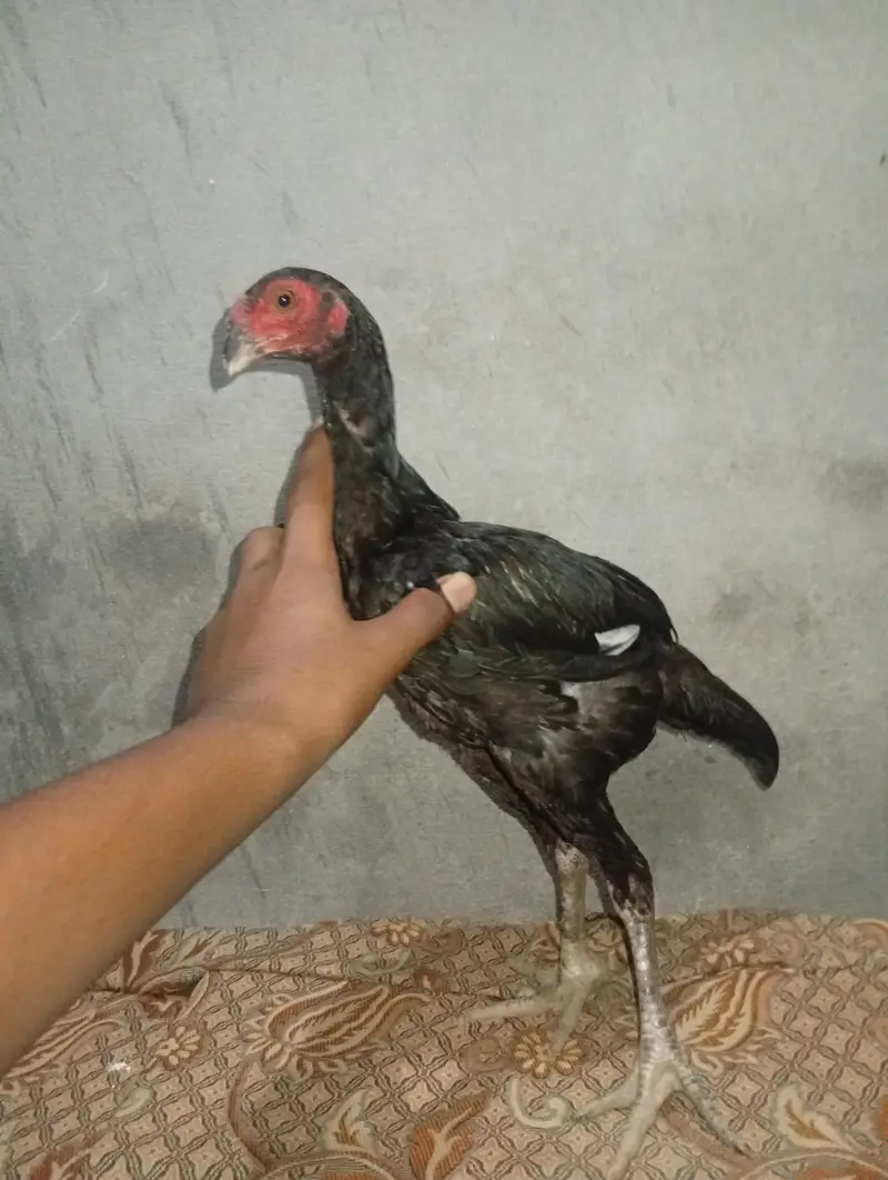 jis Bhai ne Lene ha rabta kre — photo 3