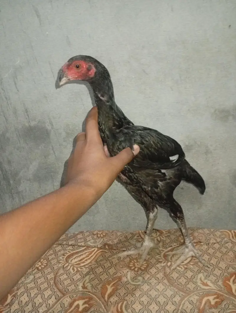 jis Bhai ne Lene ha rabta kre — photo 4