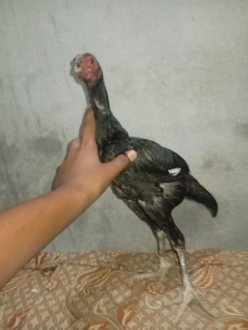 jis Bhai ne Lene ha rabta kre — photo 5