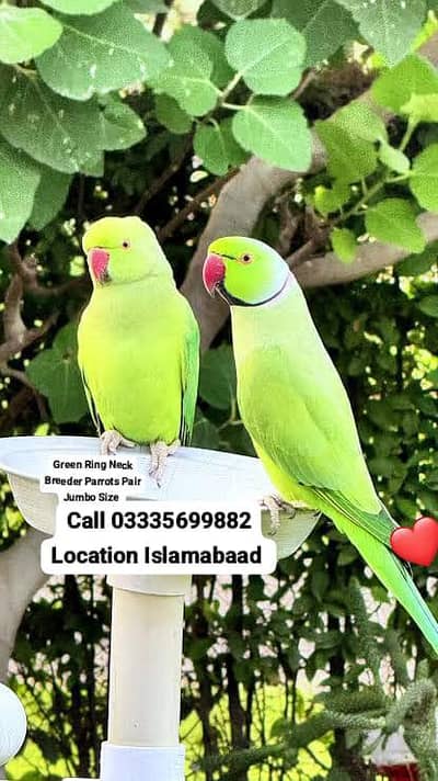 Pair Green Ring Neck Breeder Parrots Male/Female Jumbo Size