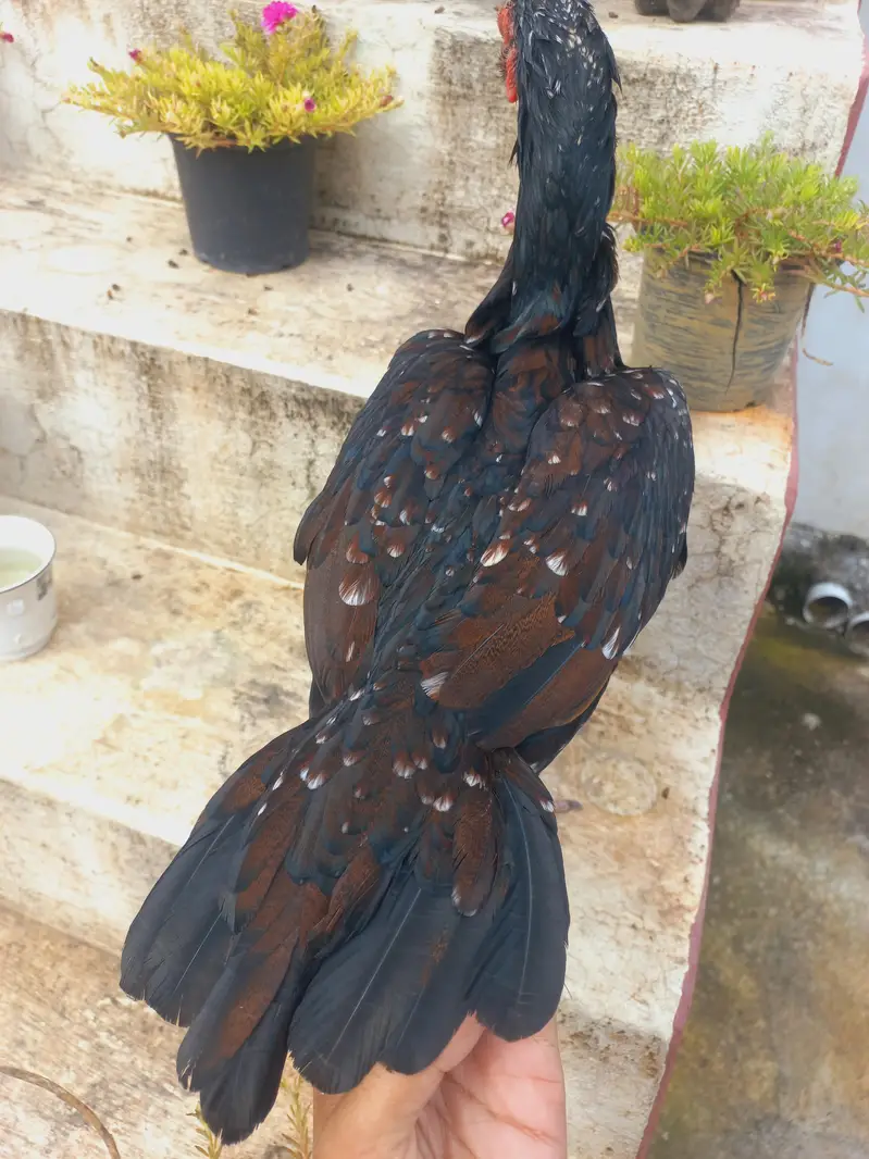 Madi for sale — photo 2