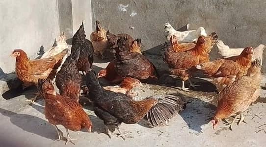 18 مرغیاں اور مرغے