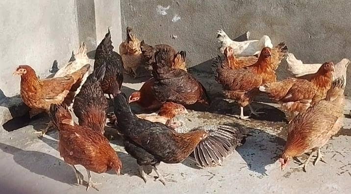18 مرغیاں اور مرغے 0