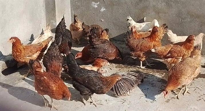 18 مرغیاں اور مرغے 1