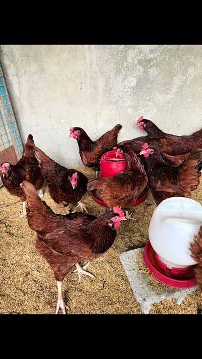 RIR Hens . . . Egg laying guaranteed. . . . 0336-5164 and635