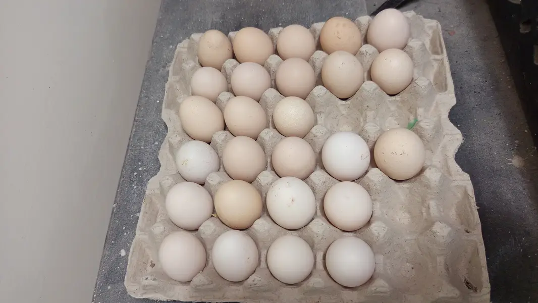 RIR Hens . . . Egg laying guaranteed. . . . 0336-5164 and635 — photo 4