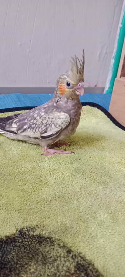 Hand & Shoulder Tamed Baby Cockatiel Chicks