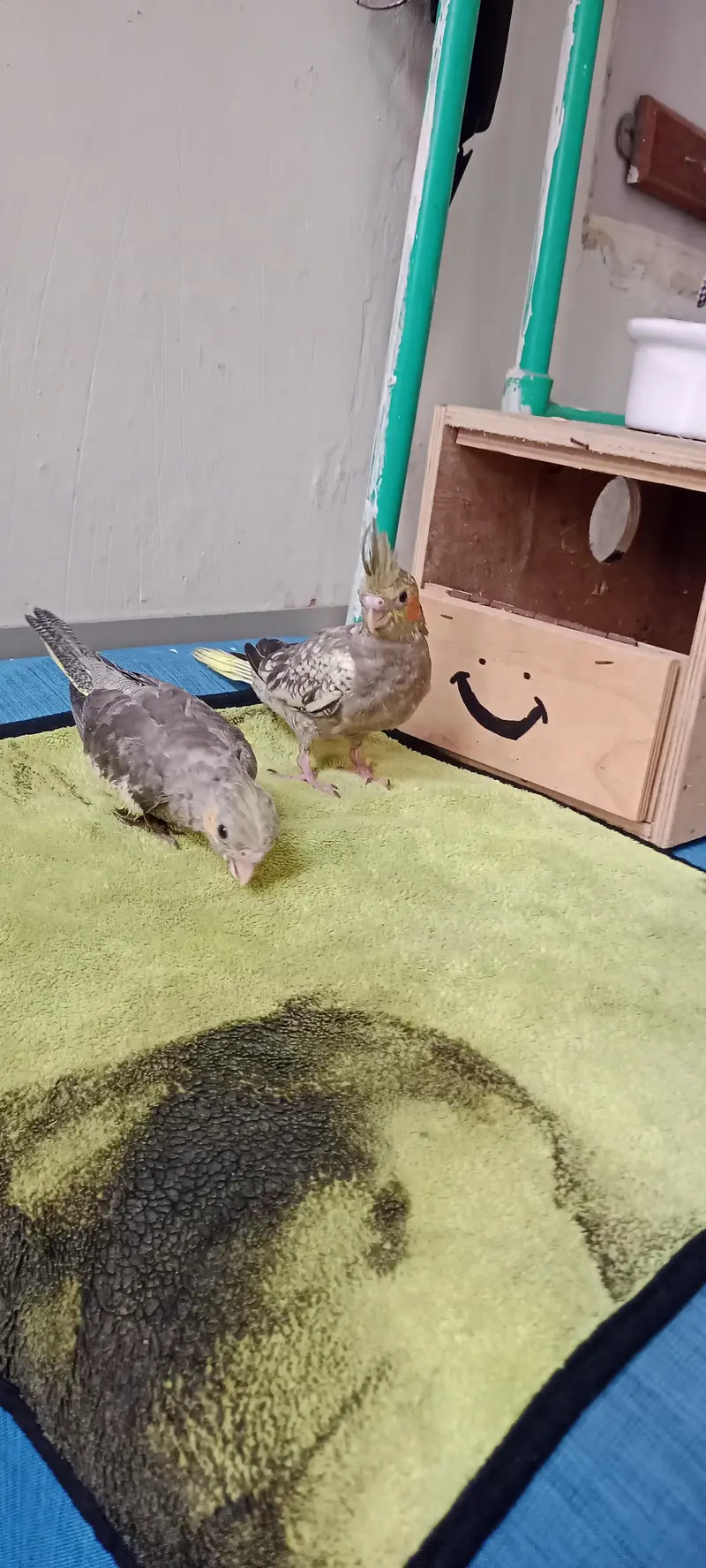 Hand & Shoulder Tamed Baby Cockatiel Chicks — photo 2