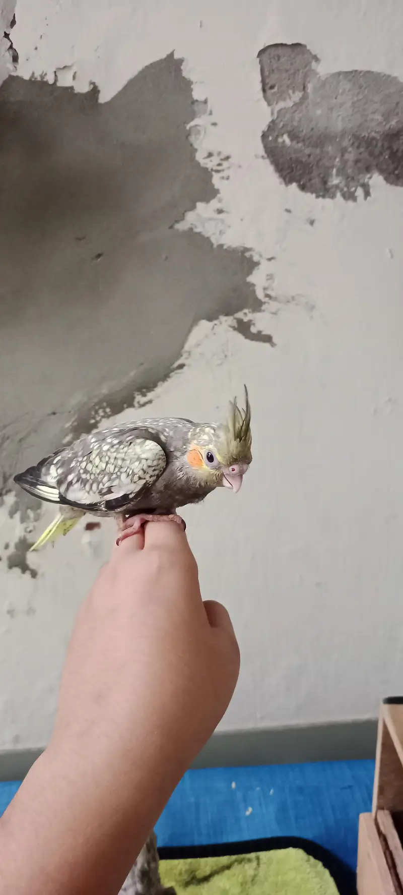 Hand & Shoulder Tamed Baby Cockatiel Chicks — photo 3