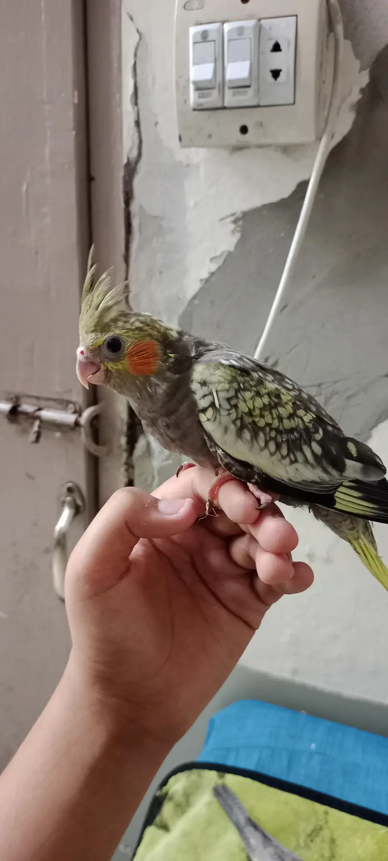 Hand & Shoulder Tamed Baby Cockatiel Chicks — photo 4