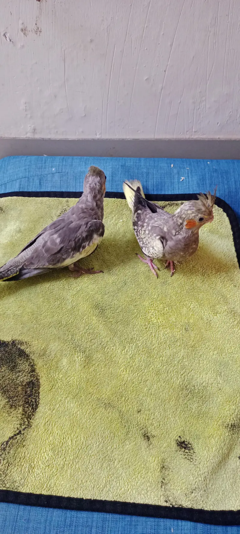 Hand & Shoulder Tamed Baby Cockatiel Chicks — photo 5