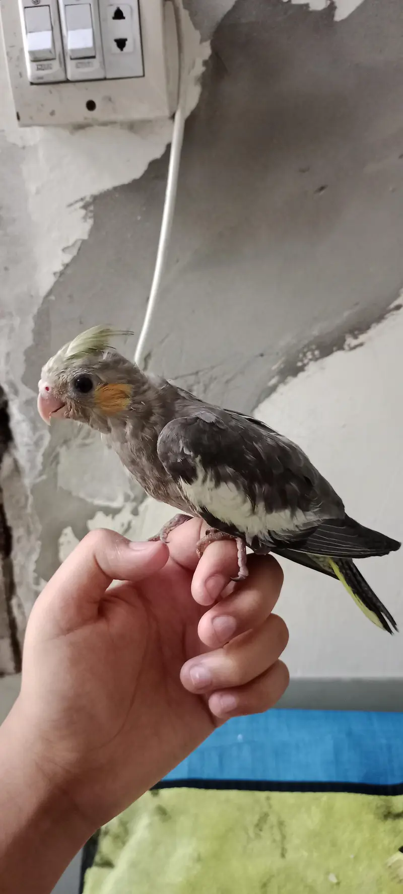 Hand & Shoulder Tamed Baby Cockatiel Chicks — photo 6