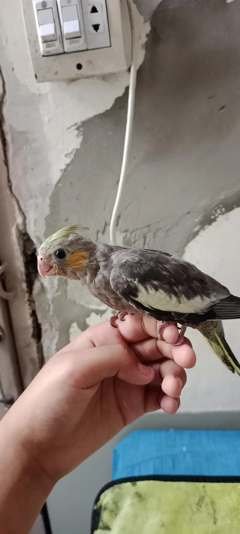 Hand & Shoulder Tamed Baby Cockatiel Chicks — photo 7
