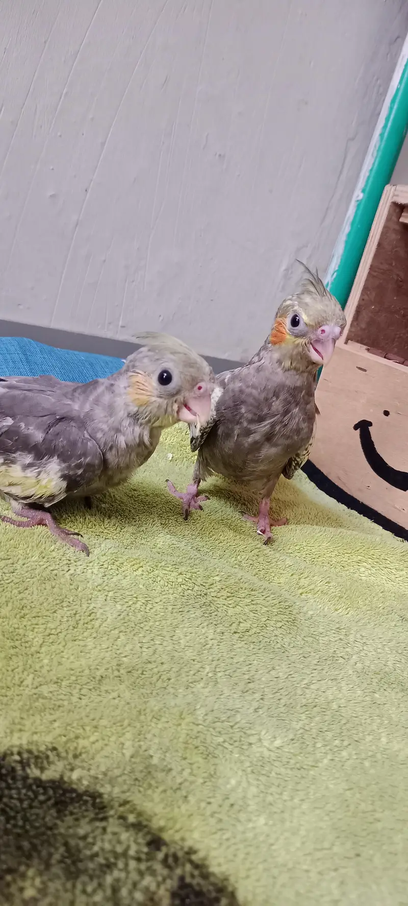 Hand & Shoulder Tamed Baby Cockatiel Chicks — photo 8
