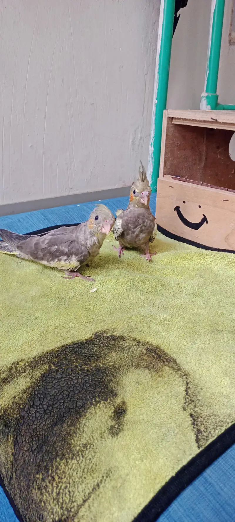 Hand & Shoulder Tamed Baby Cockatiel Chicks — photo 9