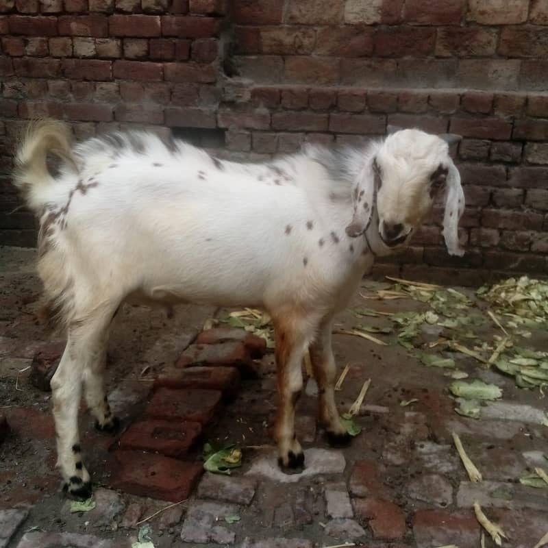 Bakra 0