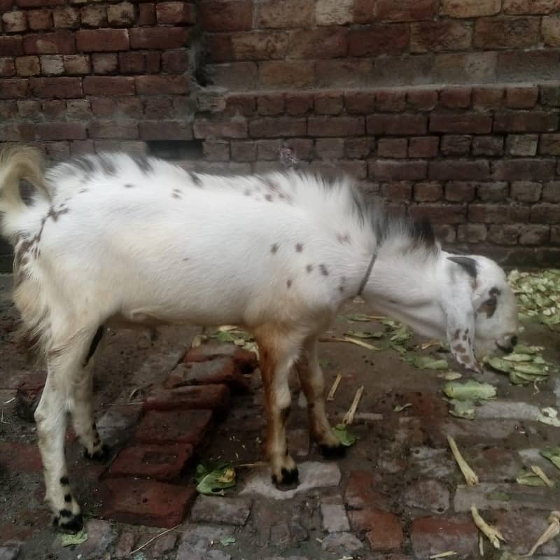 Bakra 1