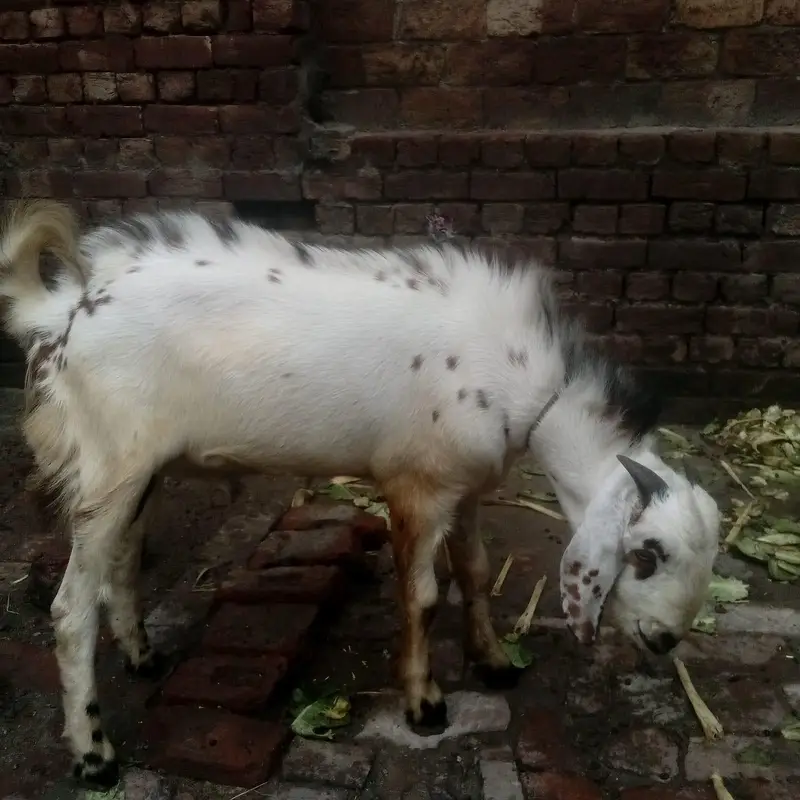 Bakra — photo 3