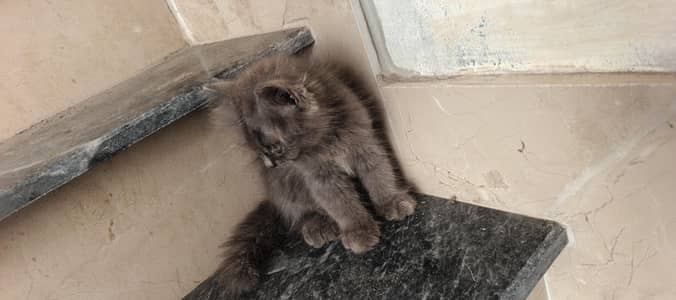 gry female black male hai