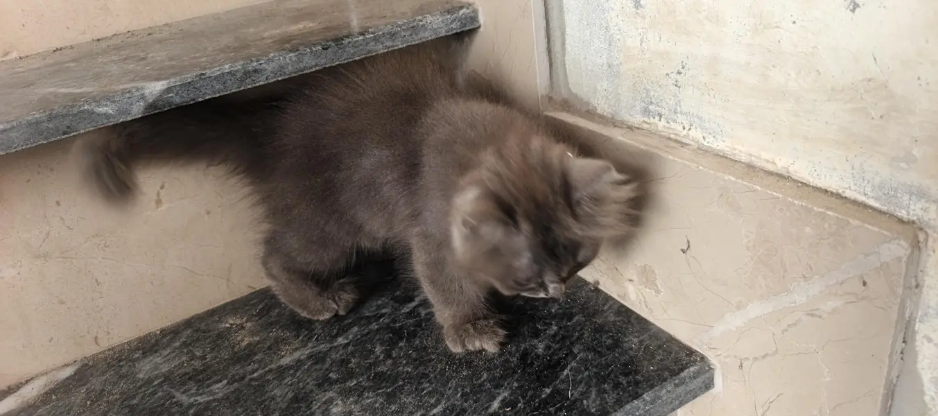 gry female black male hai — photo 2
