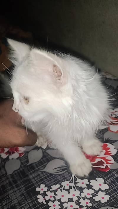 Pure white Persian baby cat