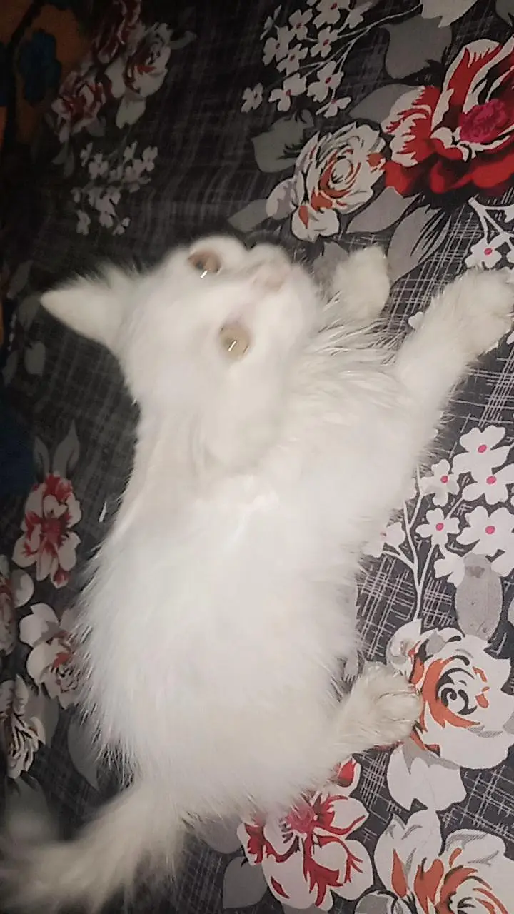Pure white Persian baby cat — photo 2